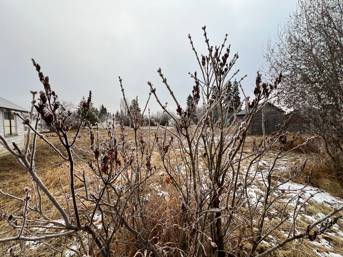 Winter Farm Chores -  Setting the Scene for the Spring Ahead