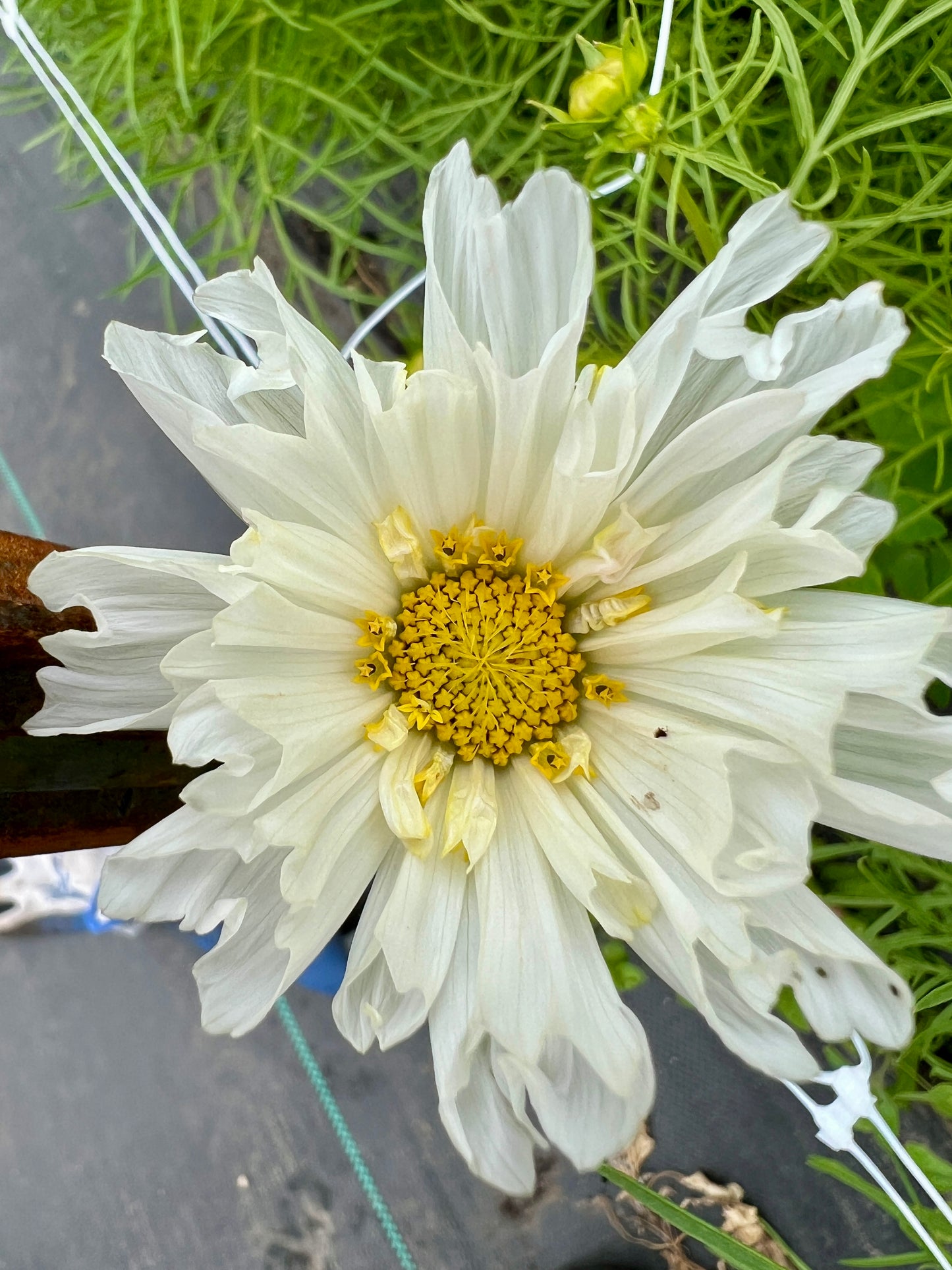 Cosmos "Atelier" Mix Seeds (25)