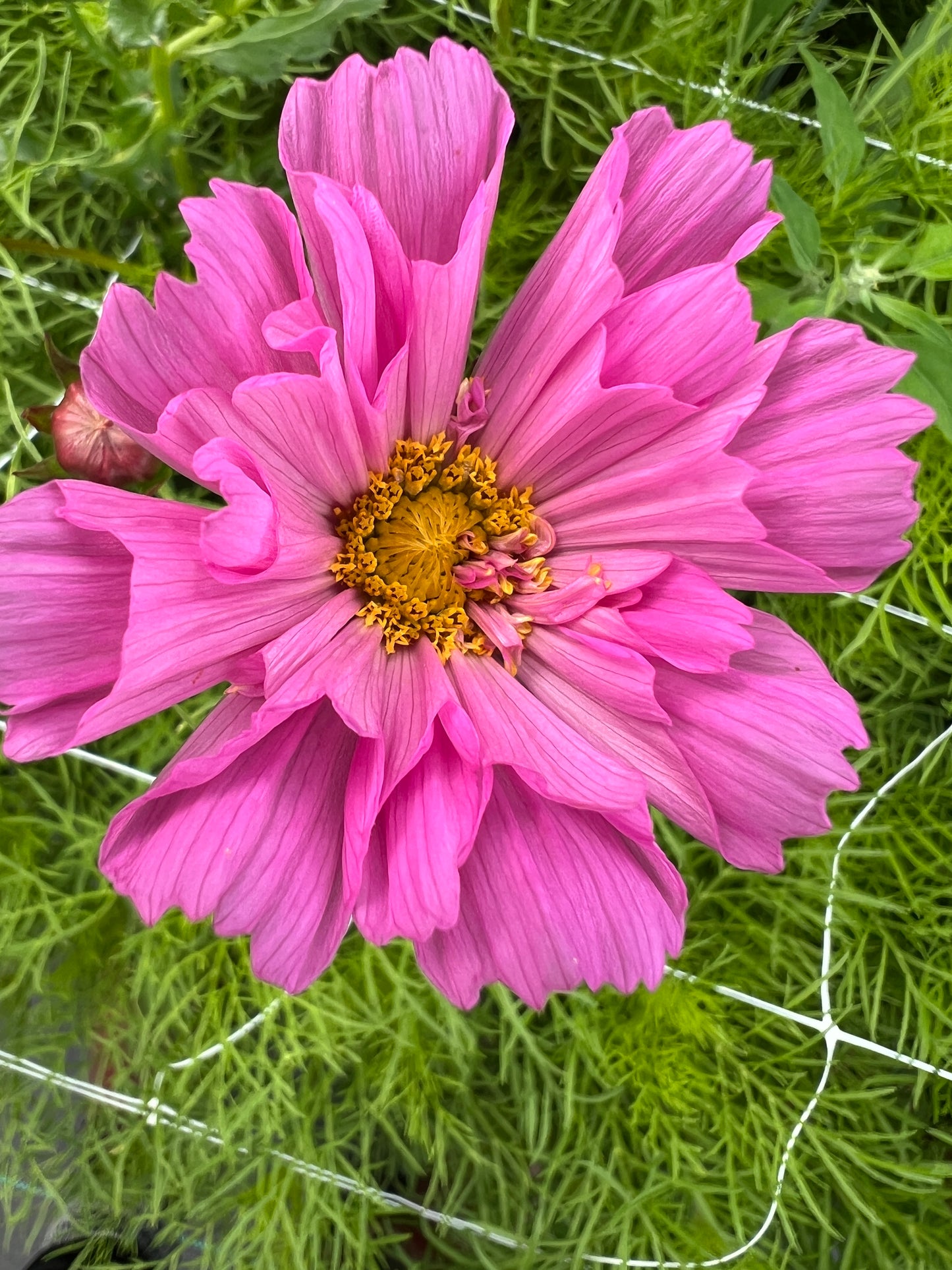 Cosmos "Atelier" Mix Seeds (25)