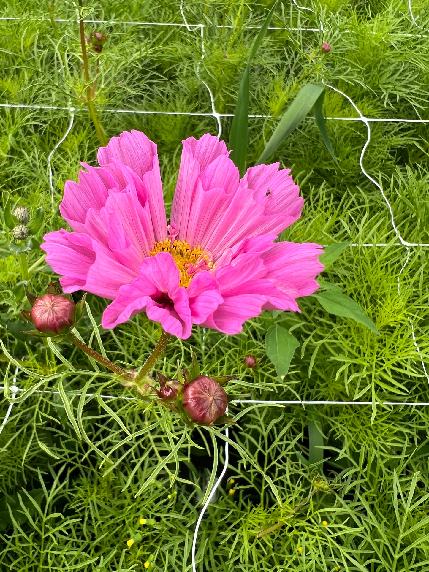 Cosmos "Atelier" Mix Seeds (25)