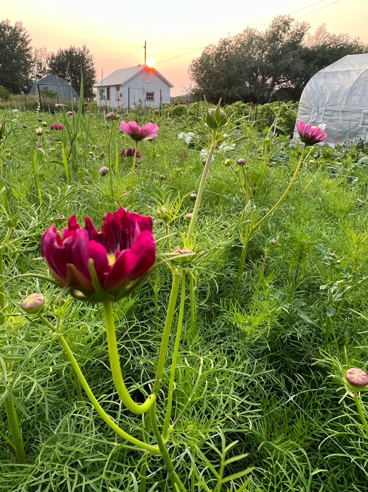 Cosmos "Atelier" Mix Seeds (25)