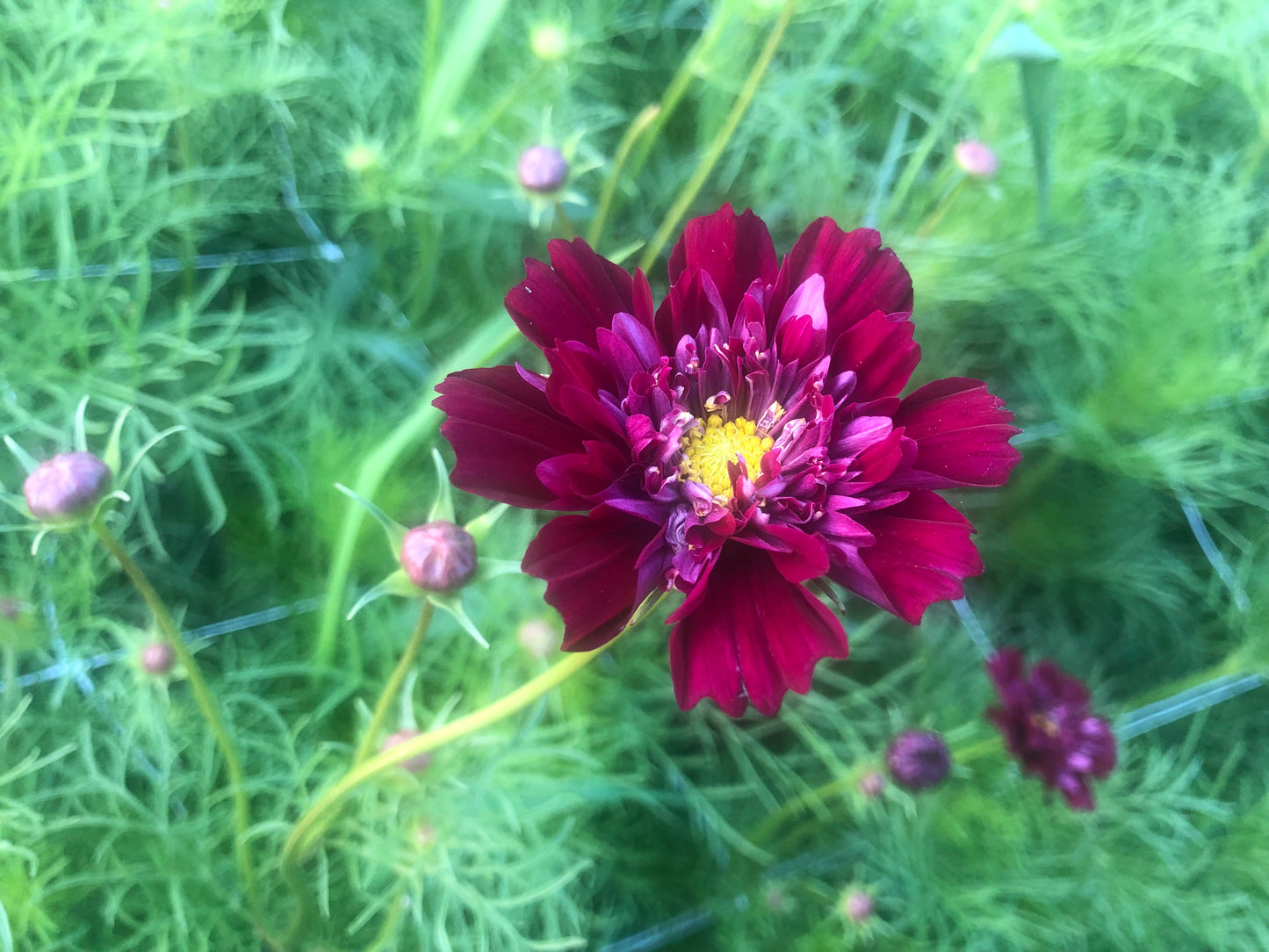 Cosmos "Atelier" Mix Seeds (25)