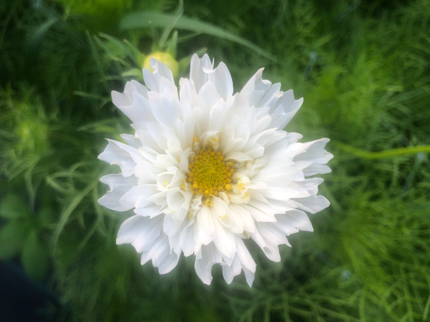 Cosmos "Atelier" Mix Seeds (25)