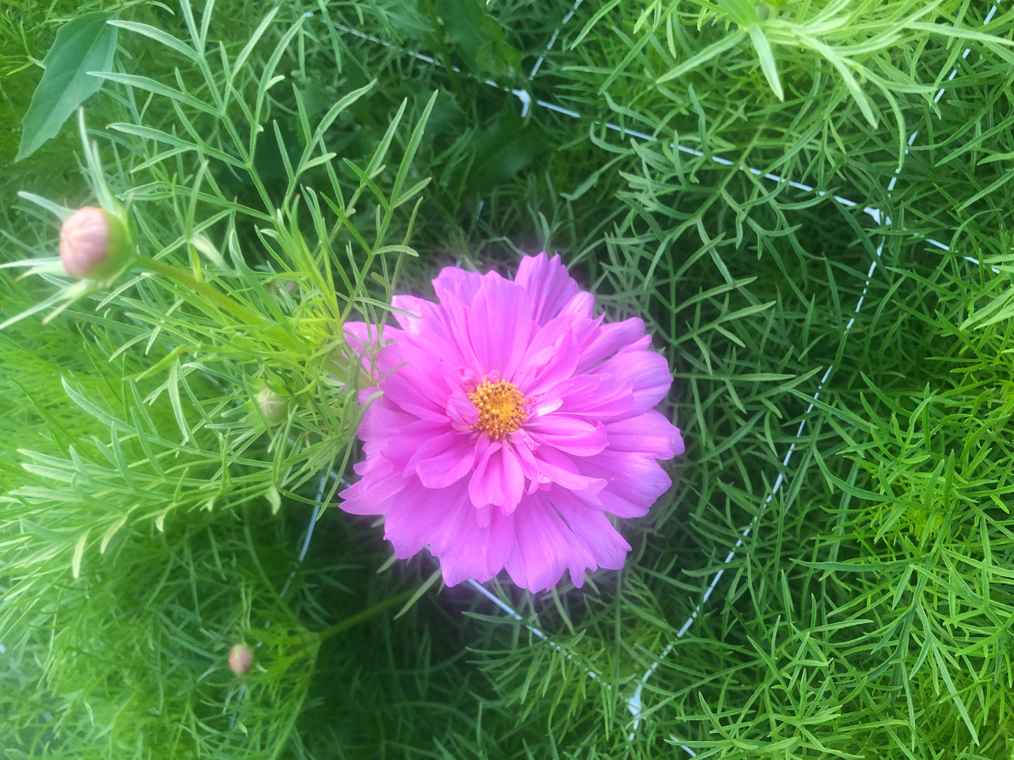 Cosmos "Atelier" Mix Seeds (25)