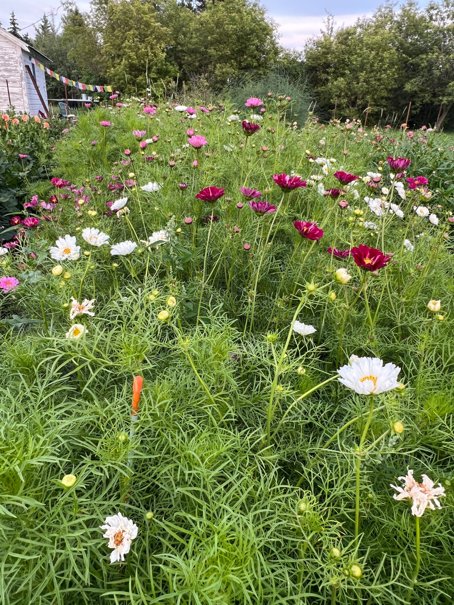 Cosmos "Atelier" Mix Seeds (25)