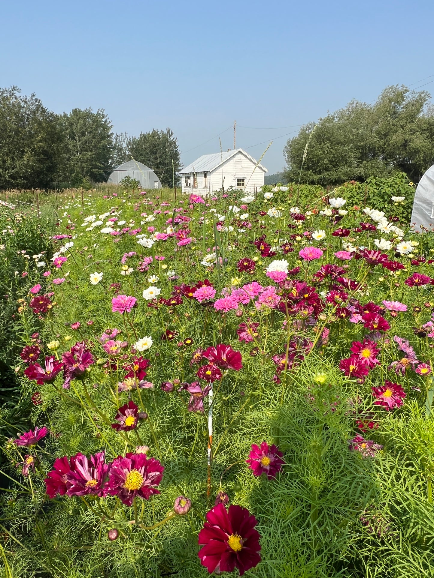 Cosmos "Atelier" Mix Seeds (25)