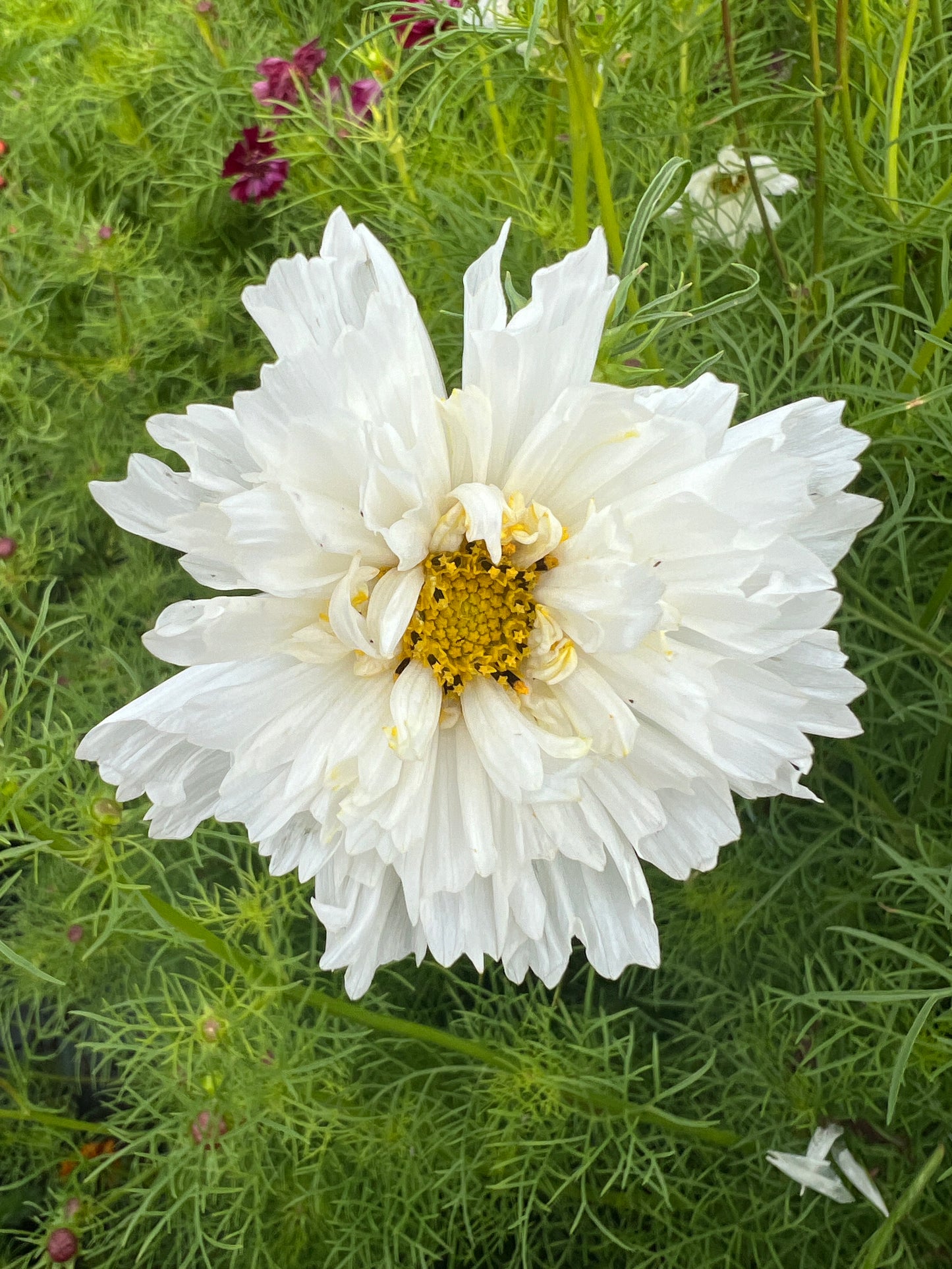 Cosmos "Atelier" Mix Seeds (25)