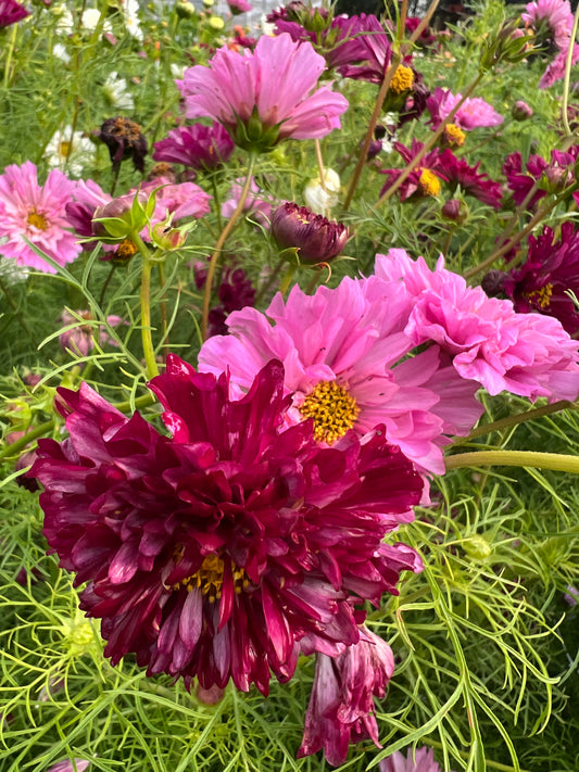 Cosmos "Atelier" Mix Seeds (25)