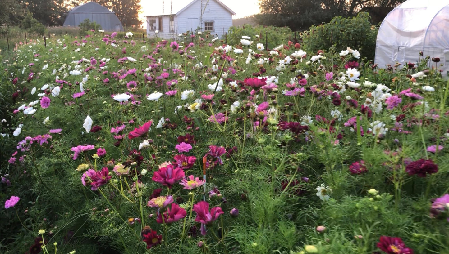 Cosmos "Atelier" Mix Seeds (25)