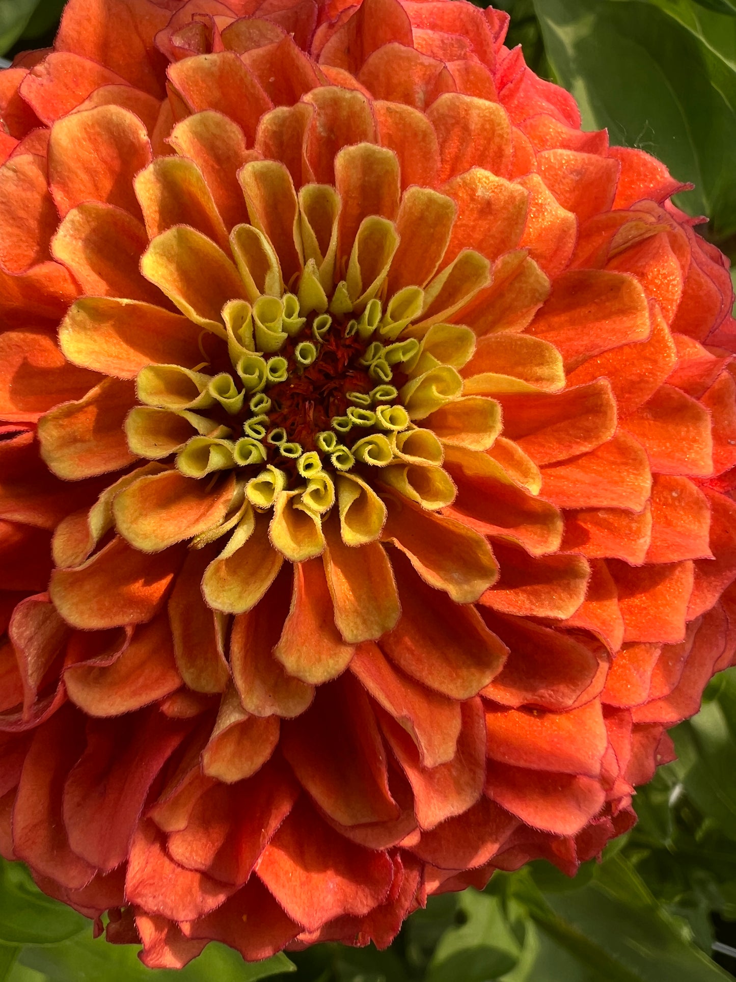 "Full Artist's Palette" Zinnia Seeds (50)