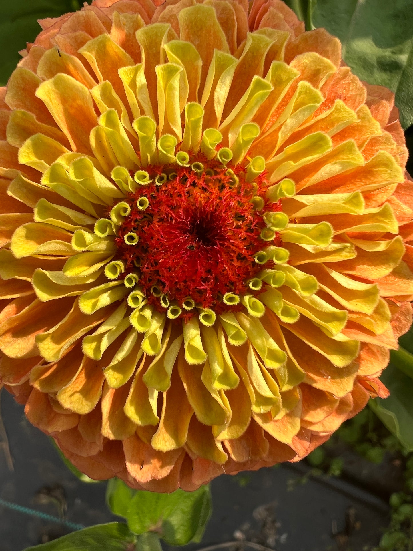 "Full Artist's Palette" Zinnia Seeds (50)