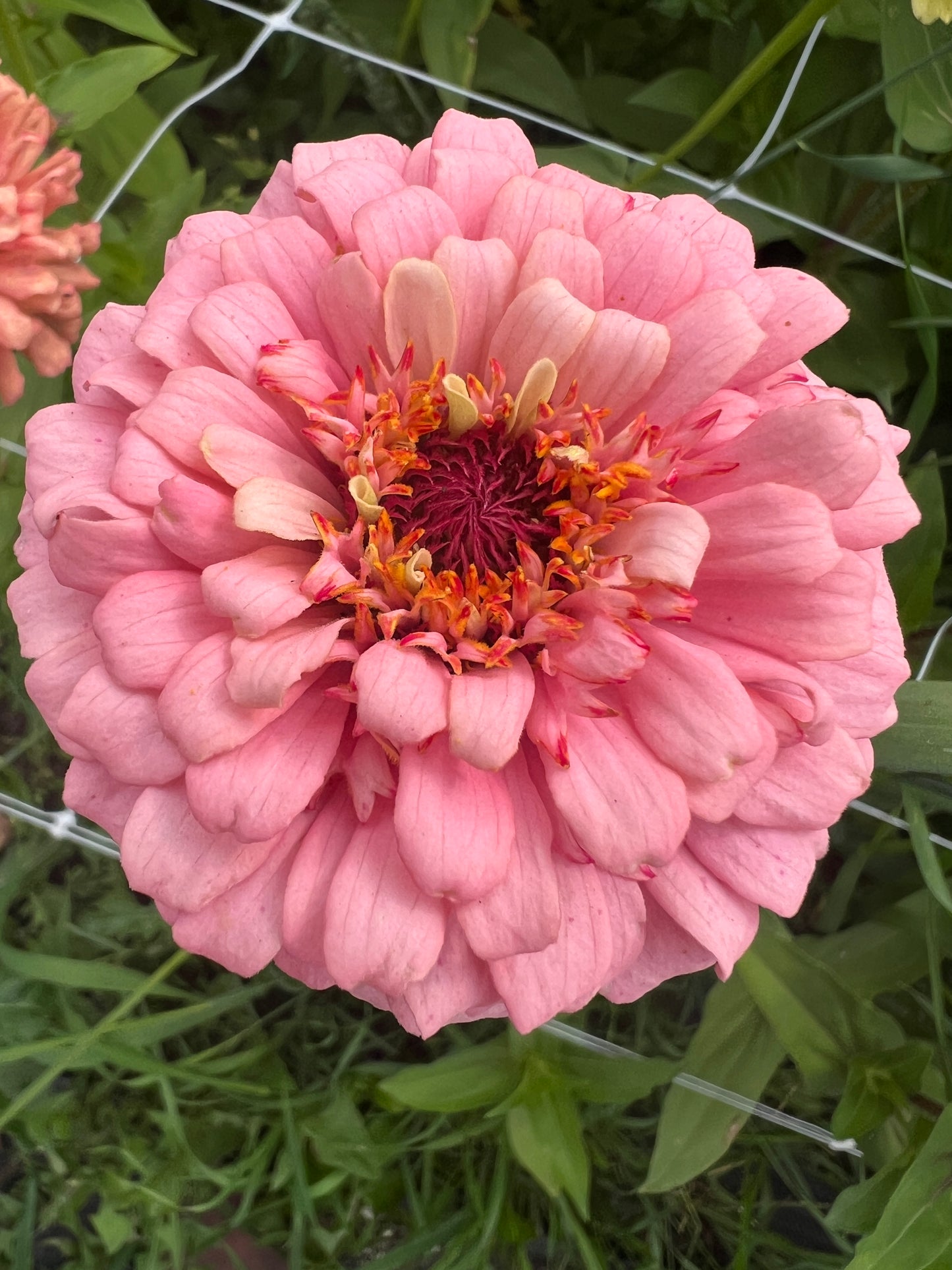 "Full Artist's Palette" Zinnia Seeds (50)