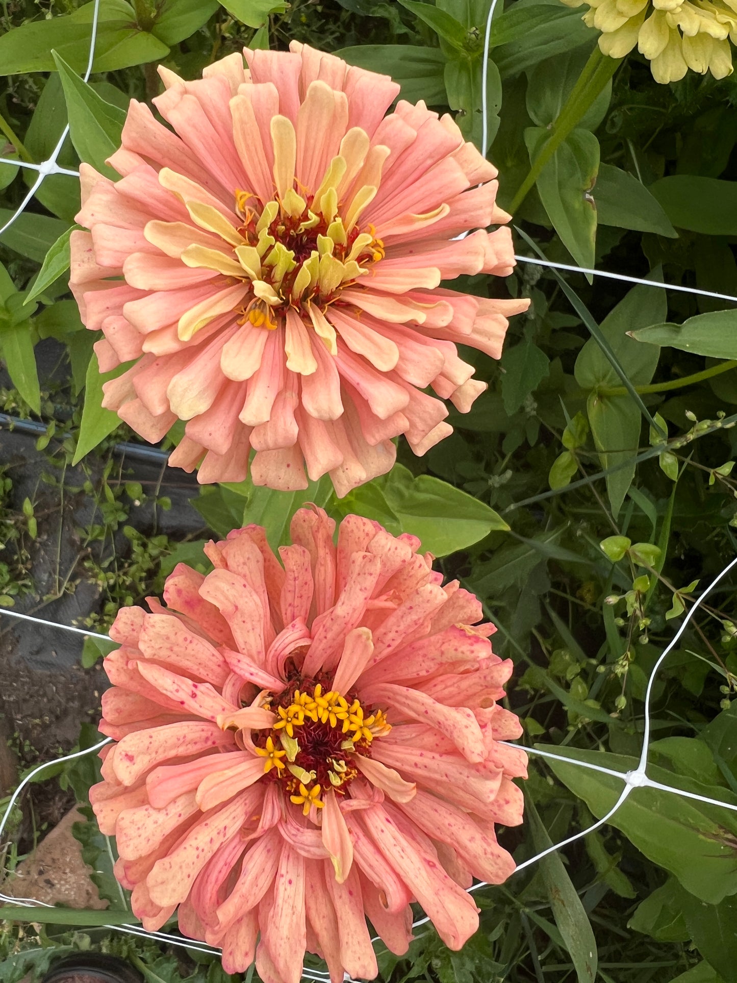 "Full Artist's Palette" Zinnia Seeds (50)