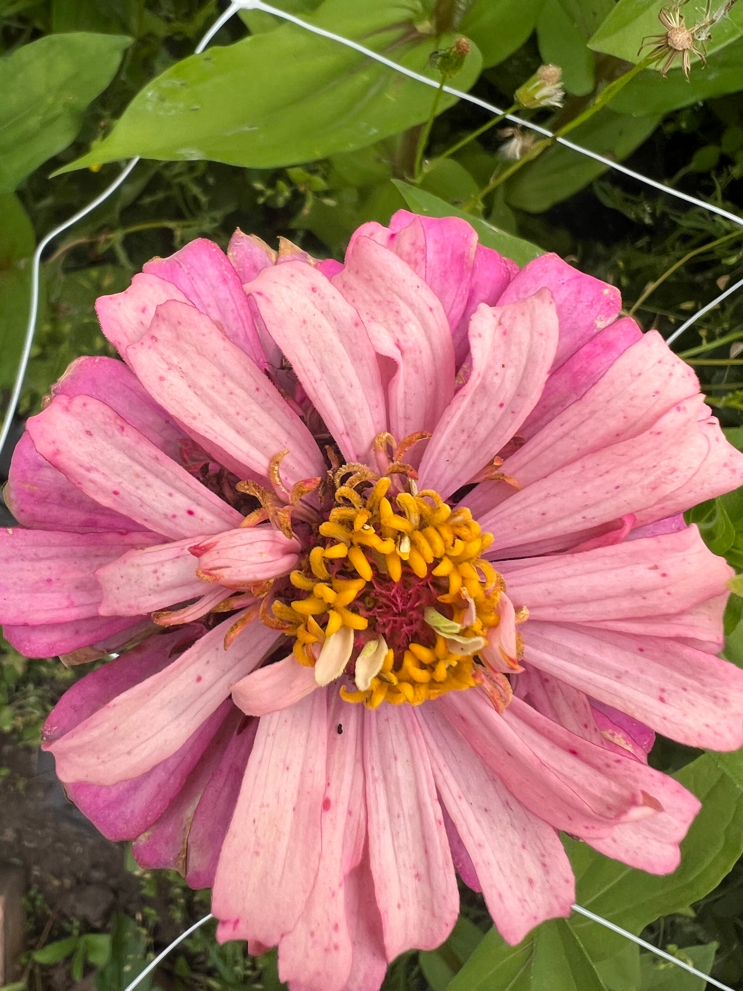 "Full Artist's Palette" Zinnia Seeds (50)