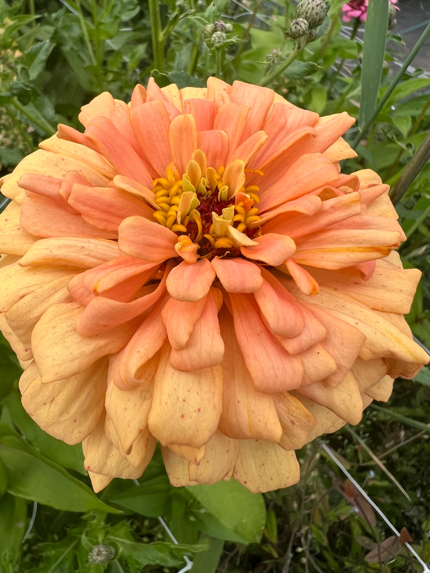 "Full Artist's Palette" Zinnia Seeds (50)