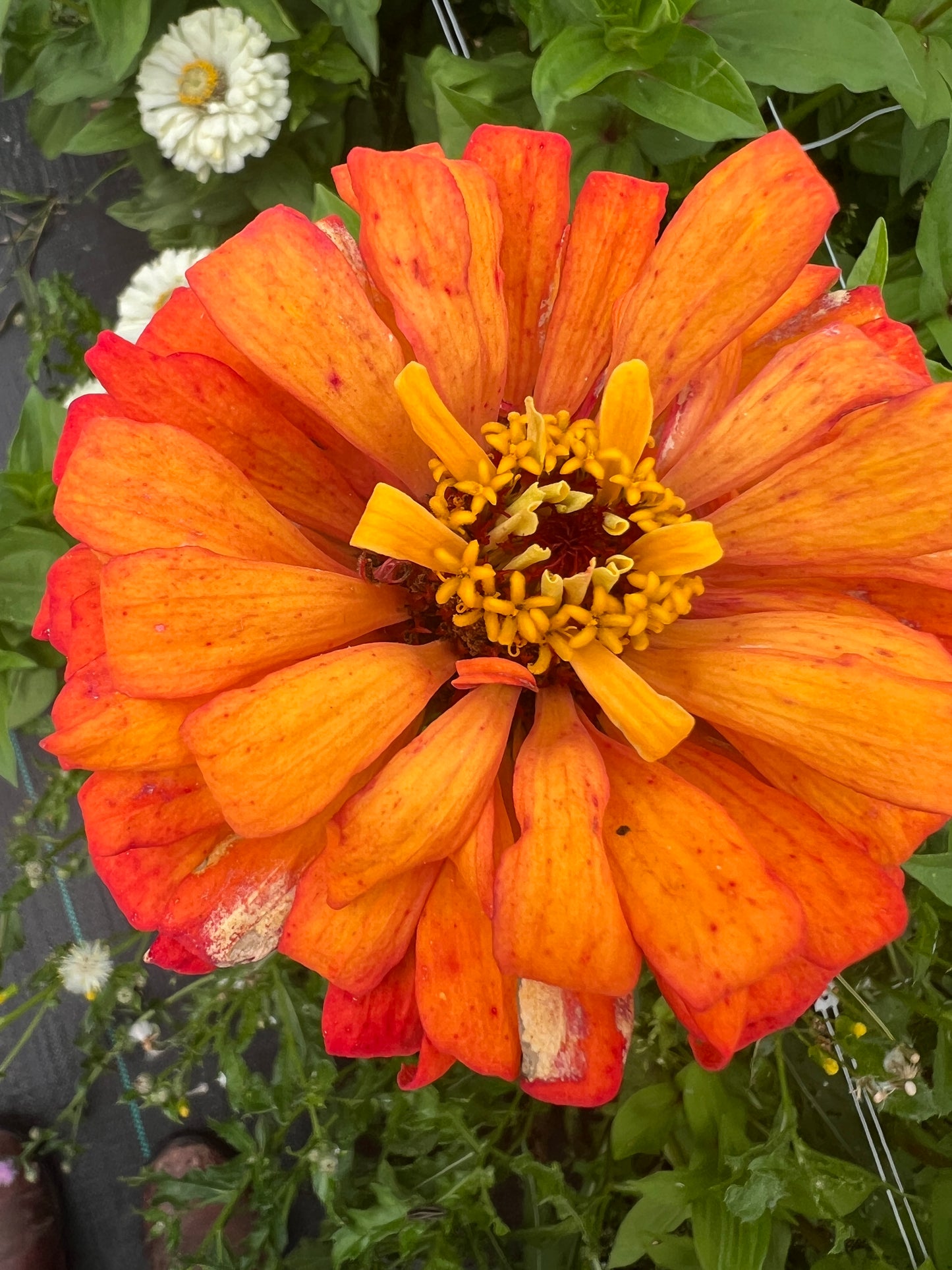 "Full Artist's Palette" Zinnia Seeds (50)