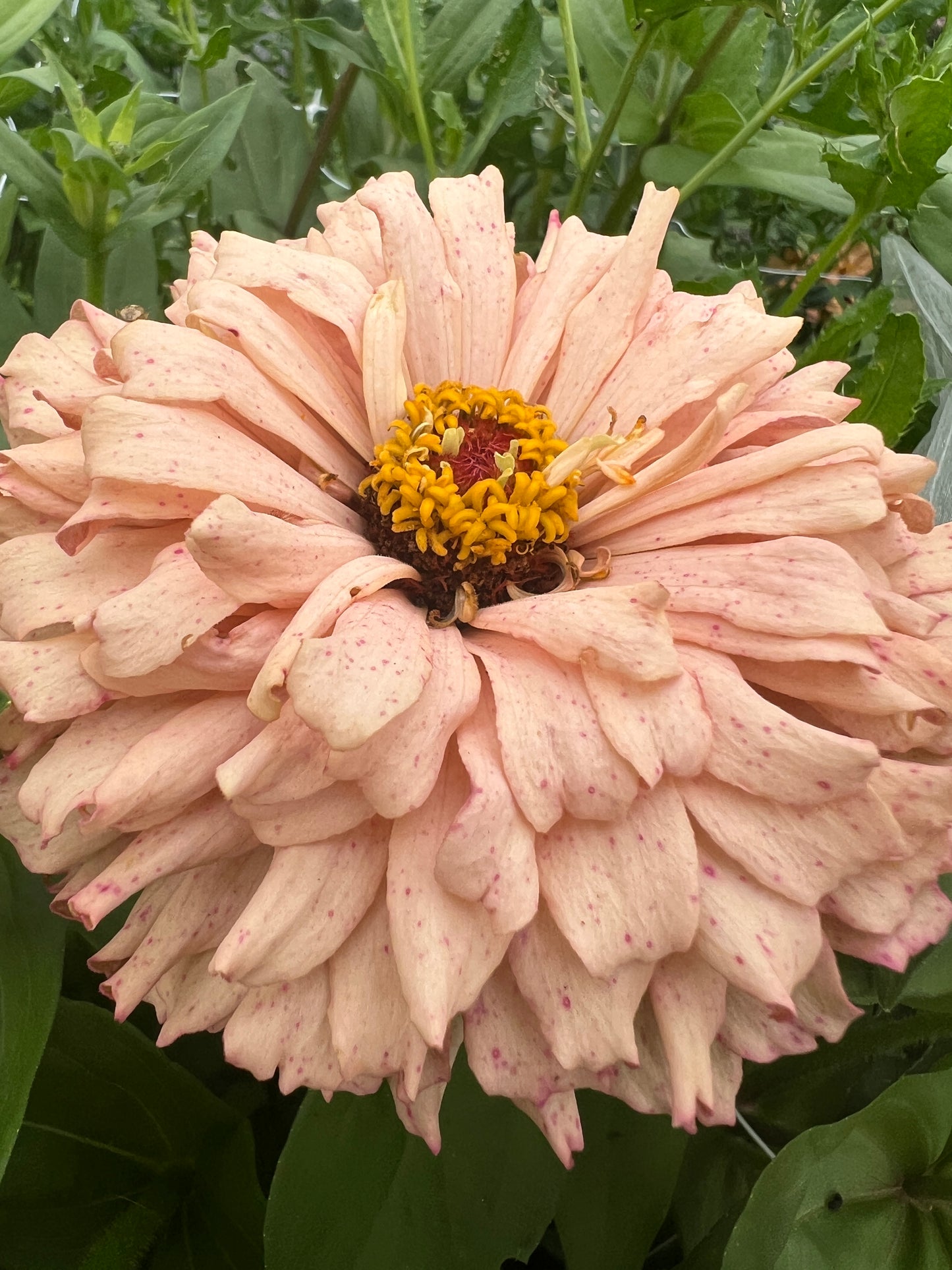 "Full Artist's Palette" Zinnia Seeds (50)