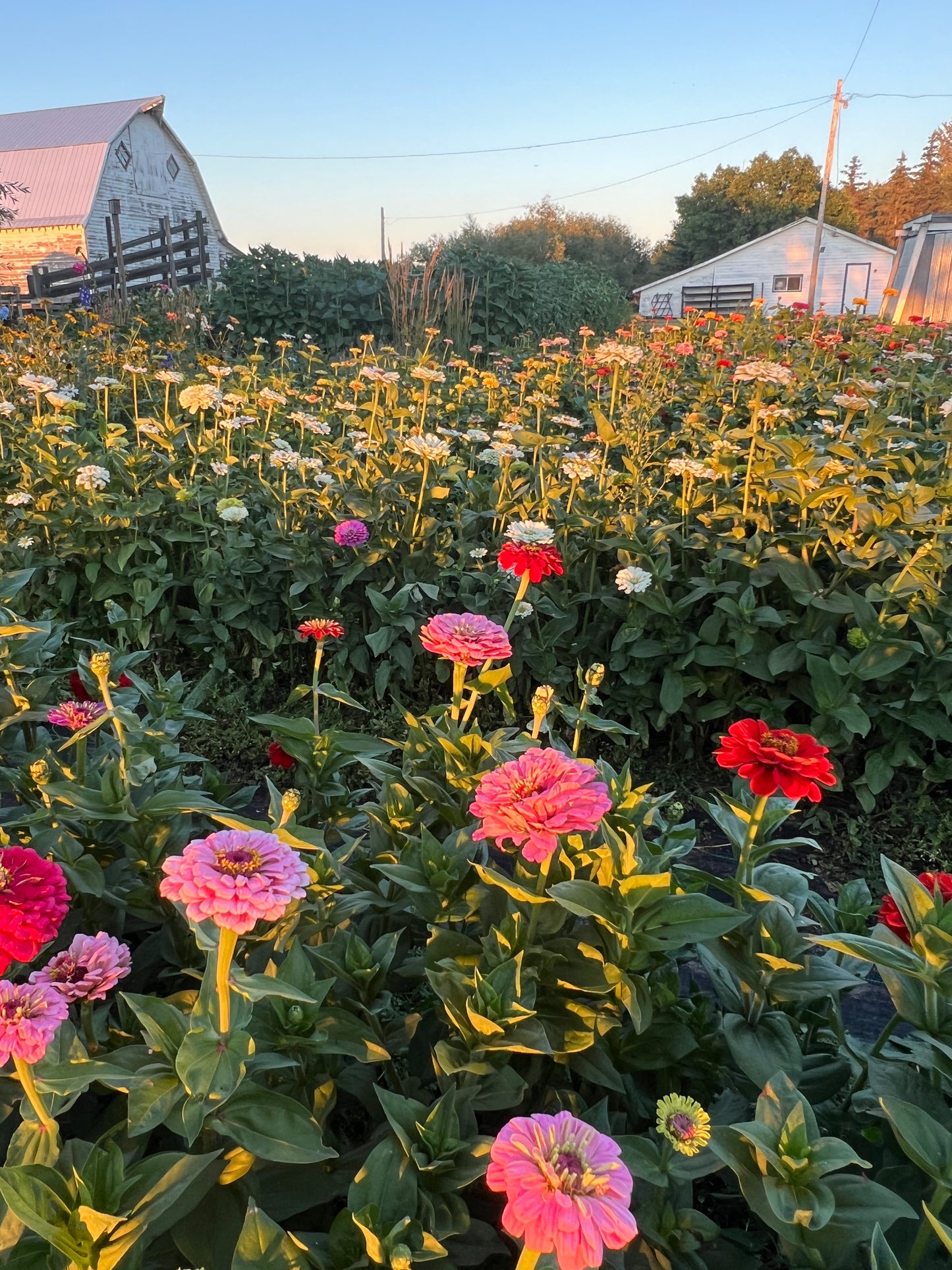 "Full Artist's Palette" Zinnia Seeds (50)