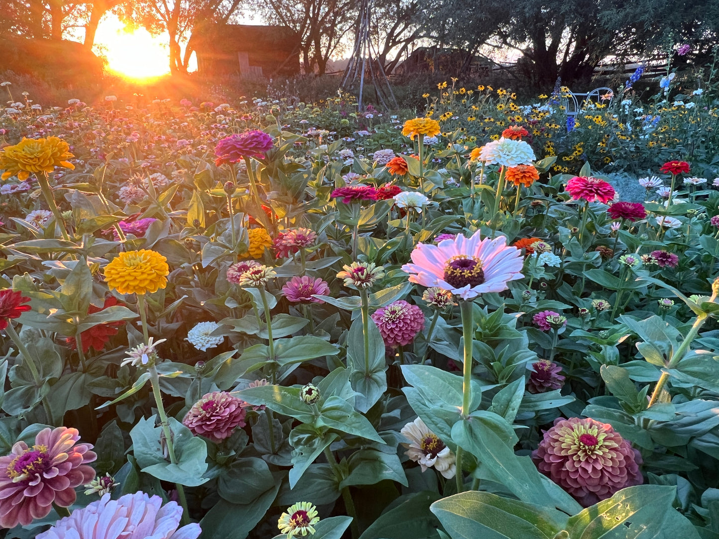 "Full Artist's Palette" Zinnia Seeds (50)