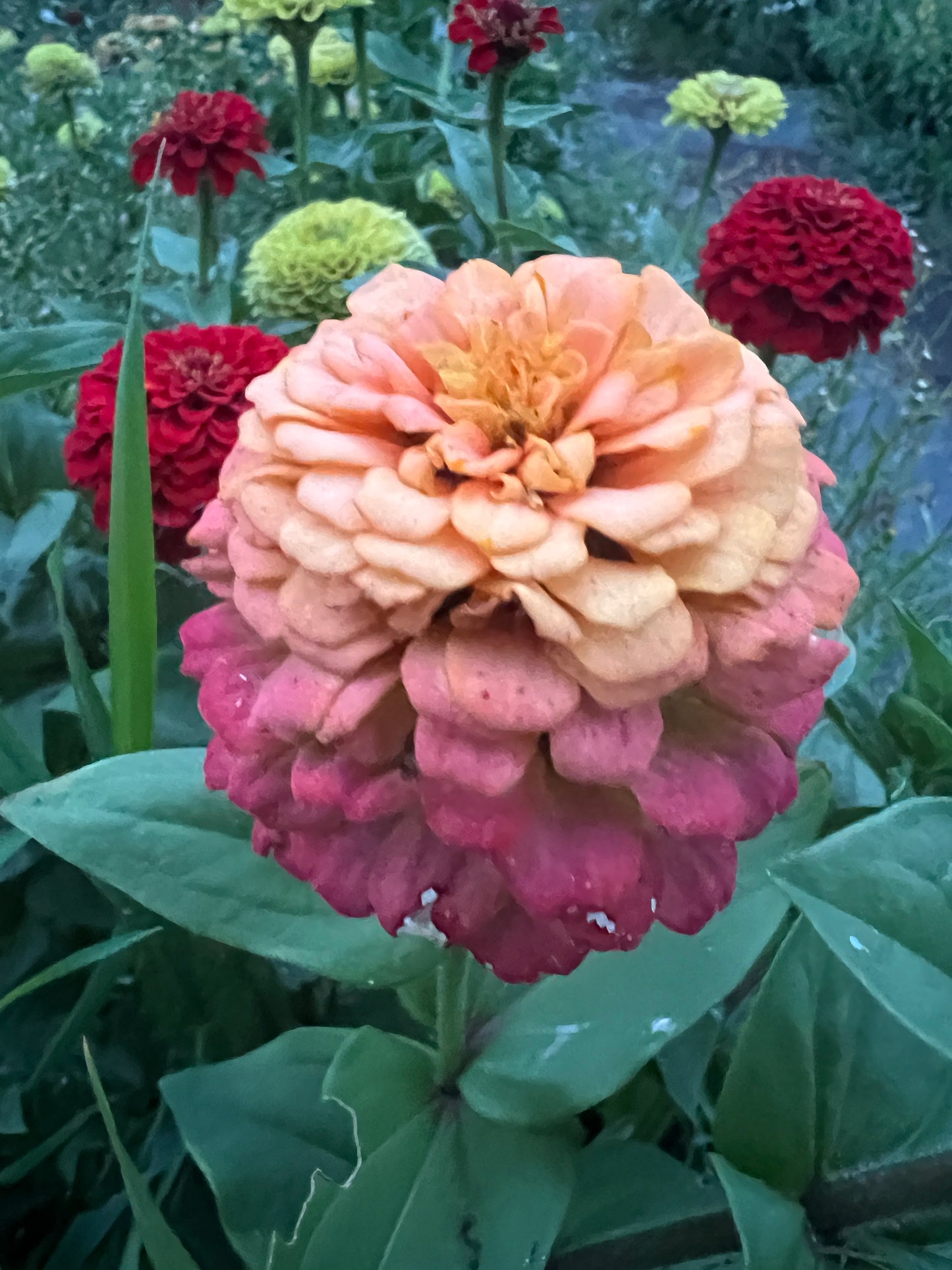 "Full Artist's Palette" Zinnia Seeds (50)