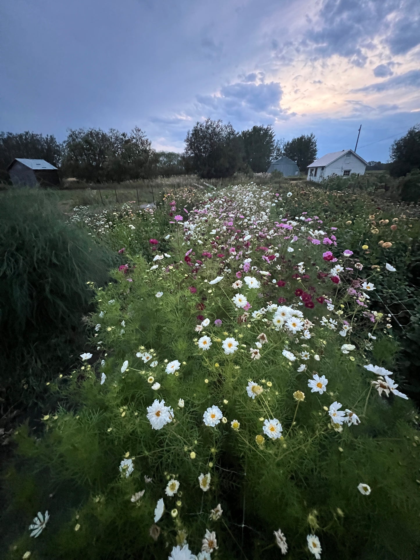 Cosmos "Atelier" Mix Seeds (25)