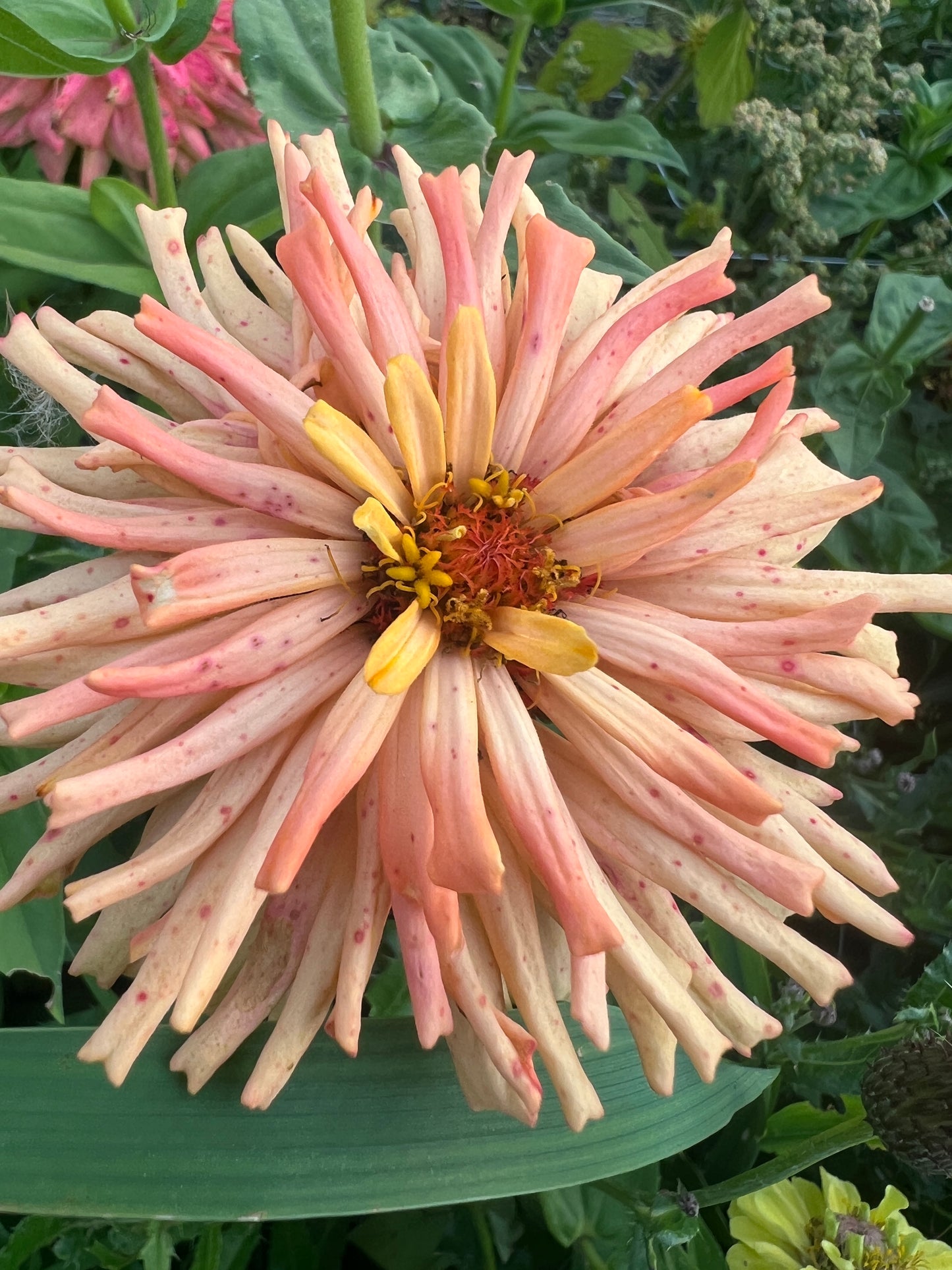 "Full Artist's Palette" Zinnia Seeds (50)