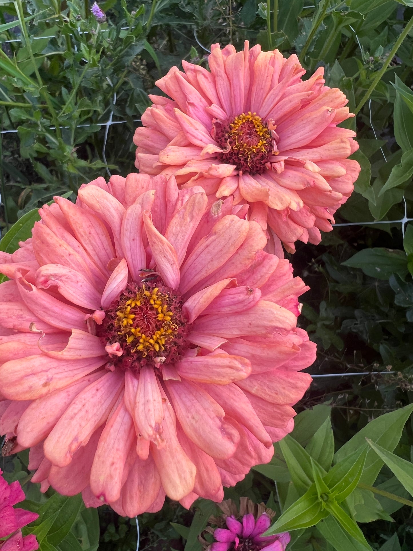 "Full Artist's Palette" Zinnia Seeds (50)