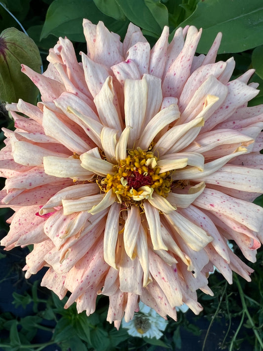 "Full Artist's Palette" Zinnia Seeds (50)