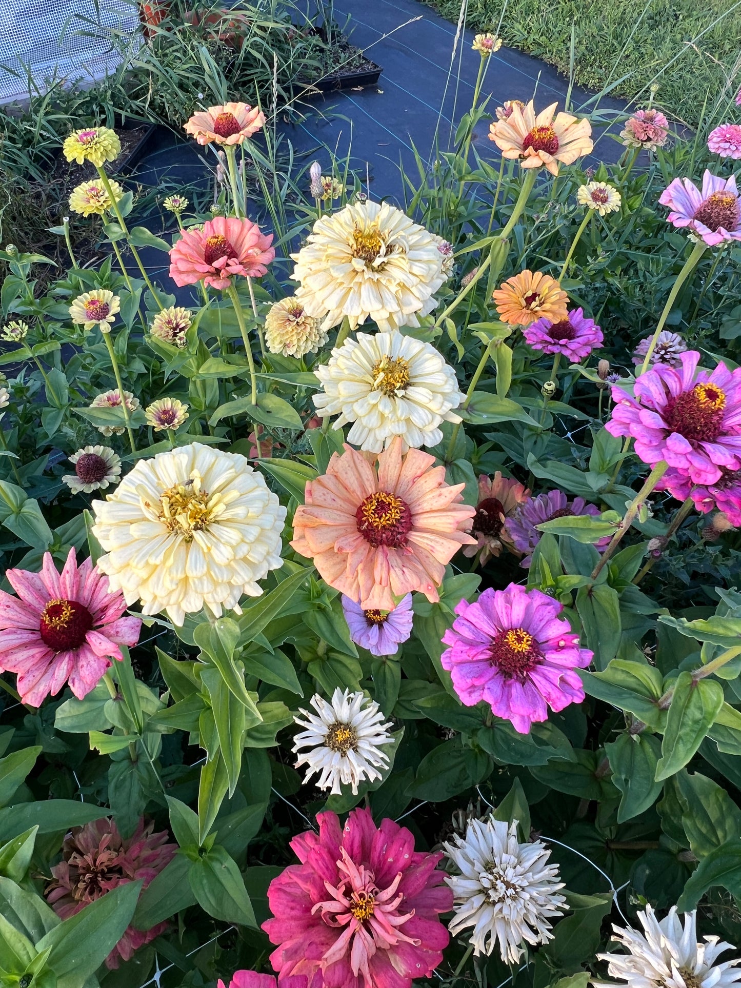 "Full Artist's Palette" Zinnia Seeds (50)